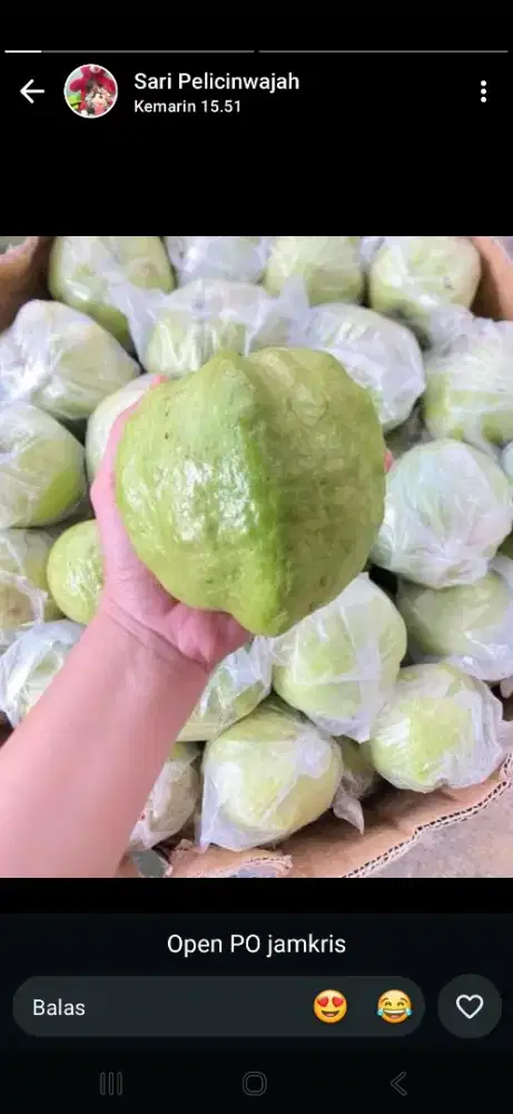 Jambu kristal fres