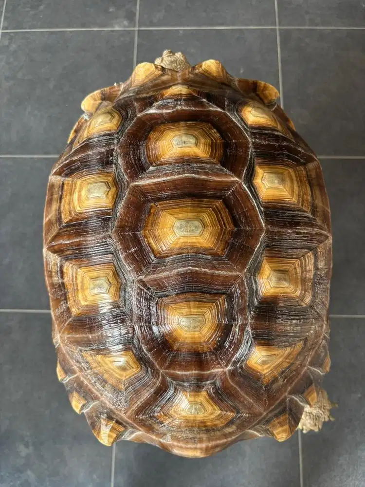 Sulcata Betina size 40cm