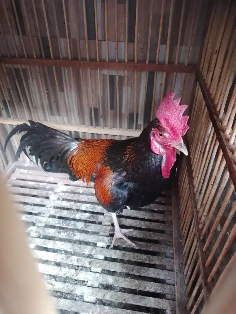 Ayam Bekisar 9bln, Kokok bersih O ee