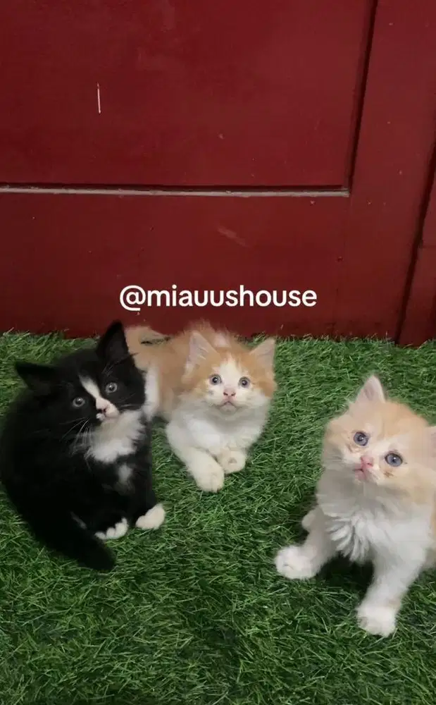 KITTEN PERSIA LONGHAIR