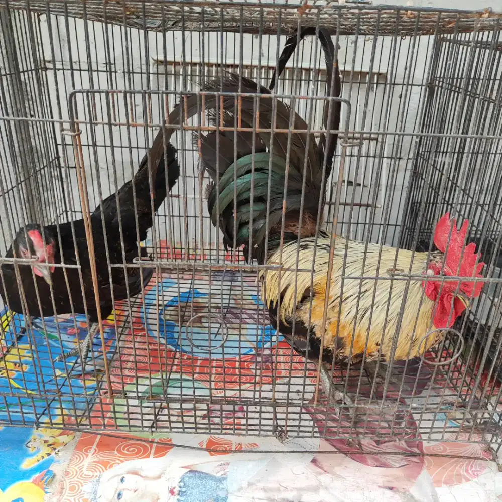 Ayam Kate Sepasang
