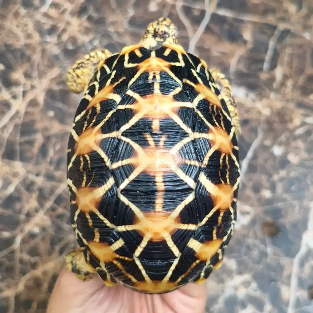 Indian star 10 cm high yellow