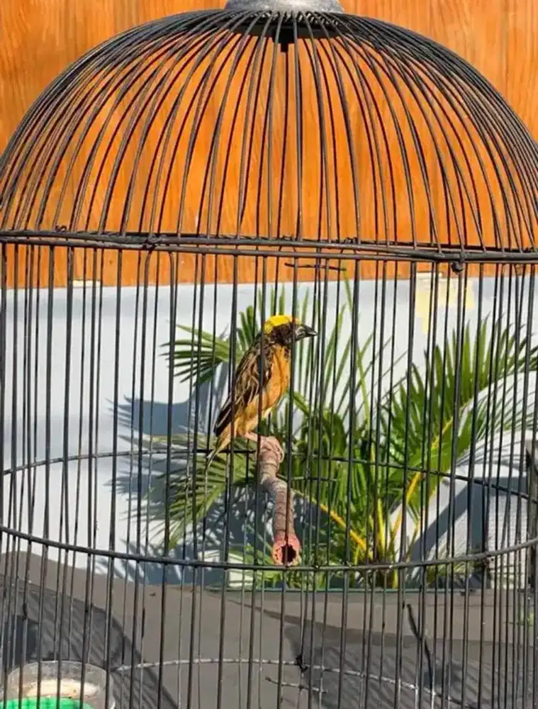 jual burung manyar bunyi