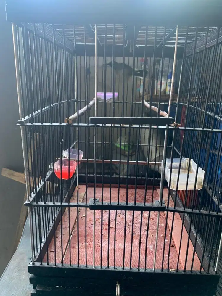 jual burung sagontong fullset