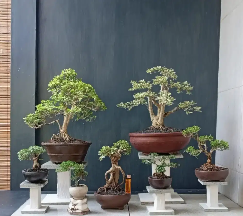 Mini bonsai murah paketan
