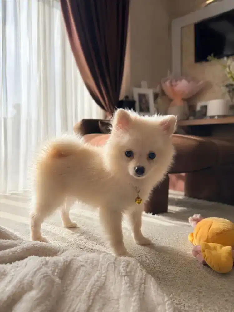 Anjing mini pom usia -+ 3bln