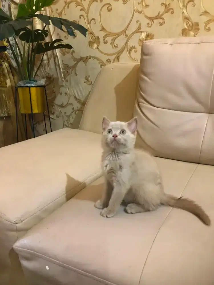 British shorthair Betina