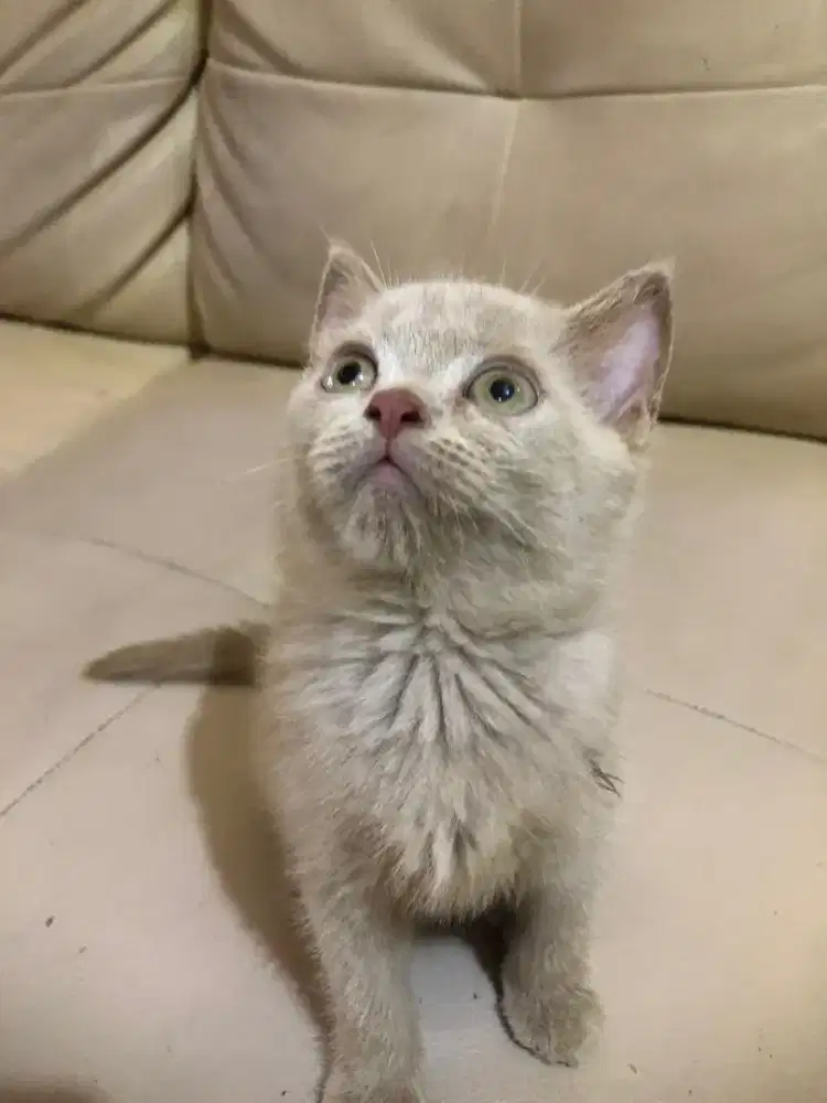 British shorthair Betina