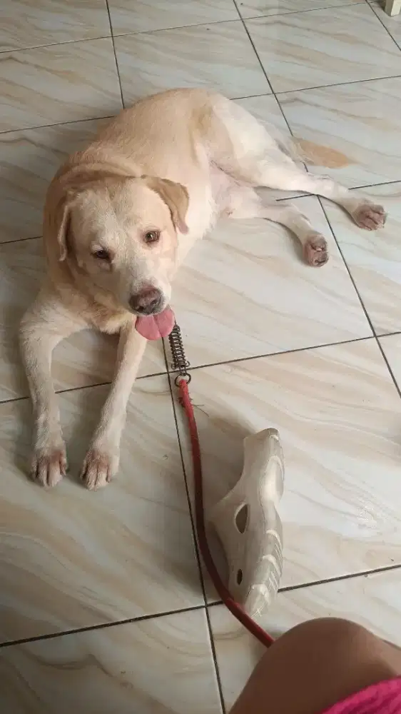 Anjing Labrador Retriever