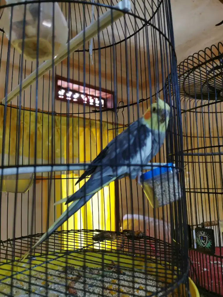 falk jantan siapan