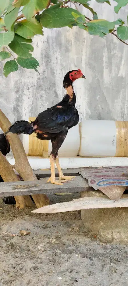 Ayam pakhoy ...