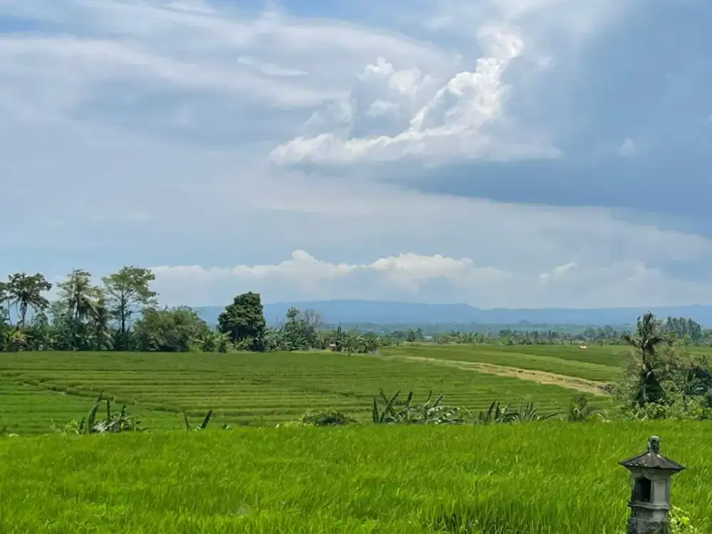 Murah! Tanah Luas 46 Are View Sawah, Laut dan Gunung Dekat Pantai Kelating, Tabanan