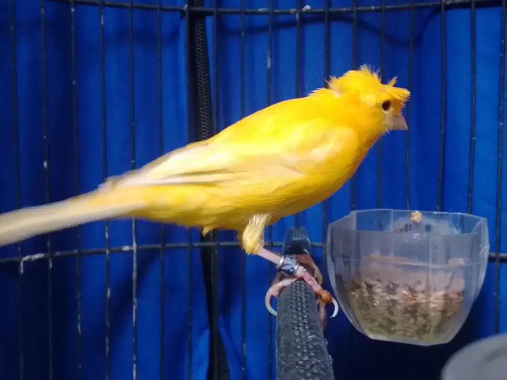 Kenari loper jambul gacor warna kuning polos pekat / stabilo.