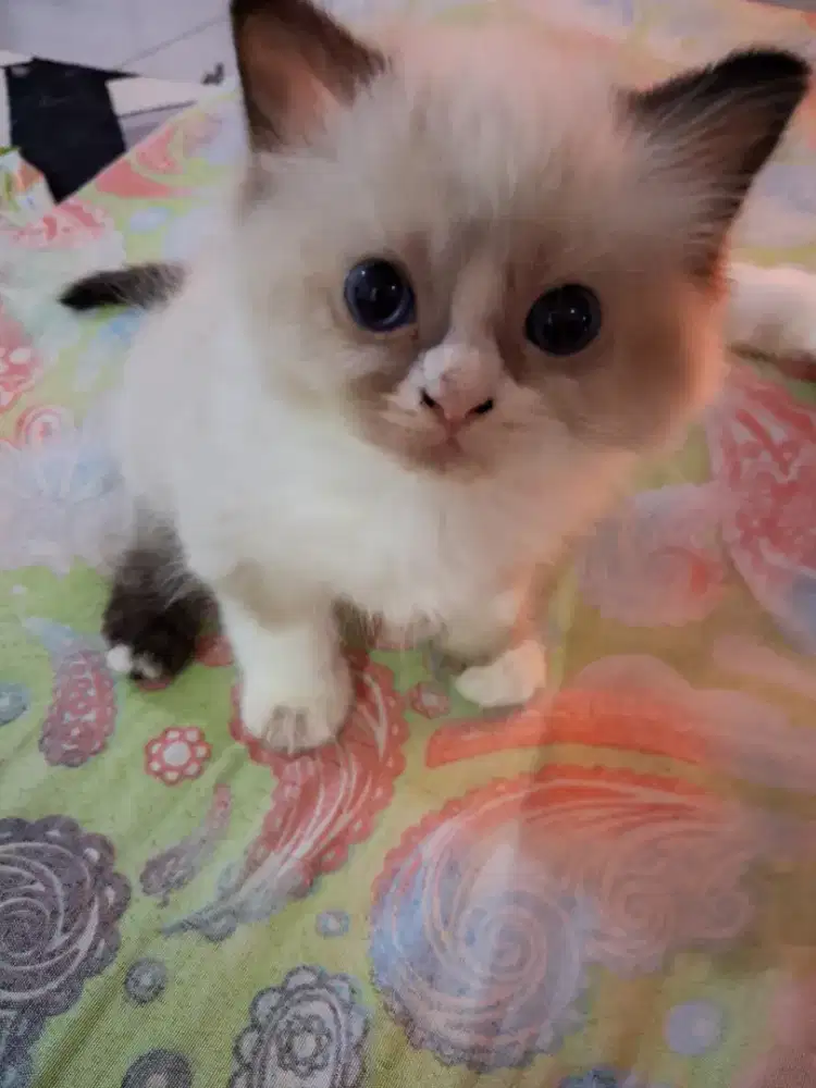 Kucing ras Ragdoll