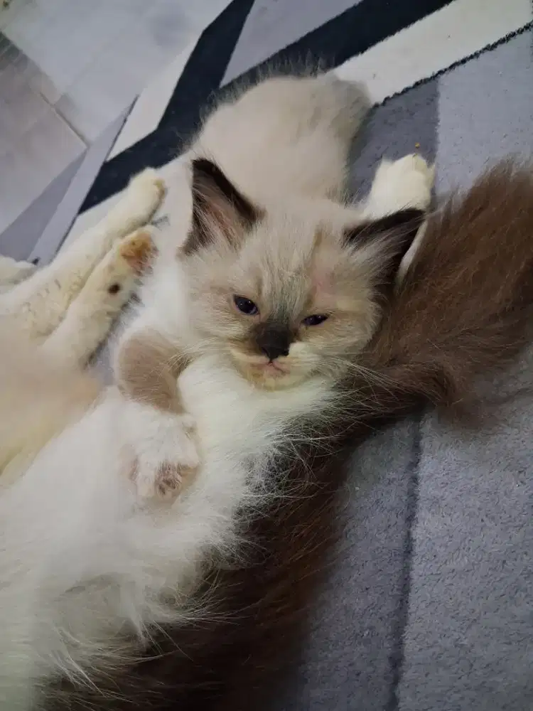Kucing ras Ragdoll