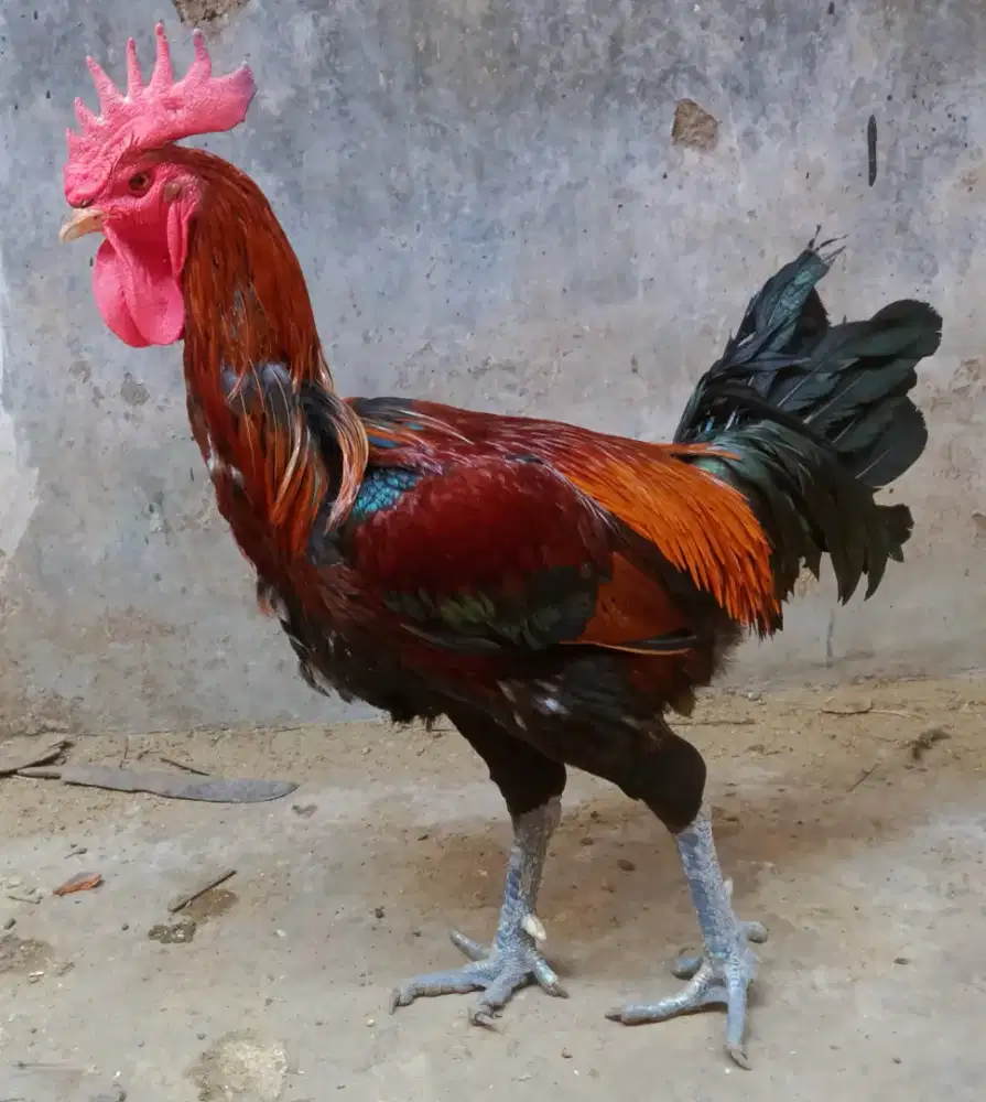 AYAM PELUNG JAGO