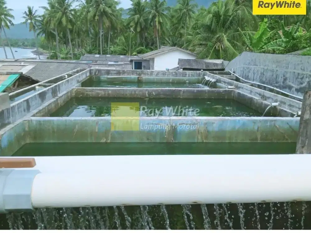 Dijual Tanah Bonus Bangunan di Batu Balak, Lampung Selatan (Kode : MH CC 3764)