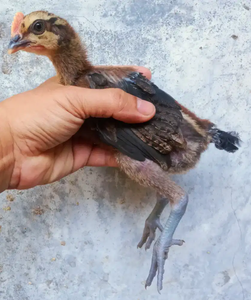 AYAM PELUNG ANAKAN