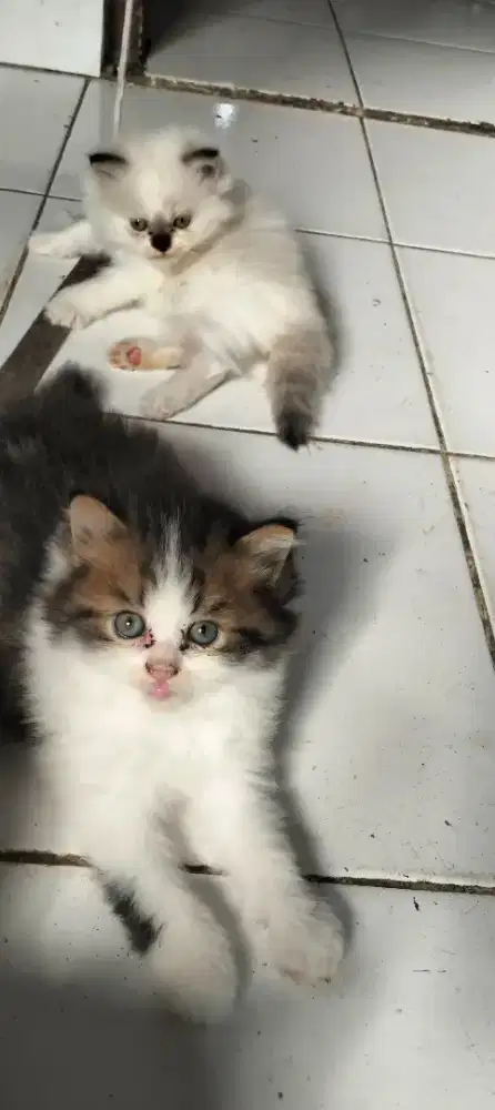 Anak kucing persia