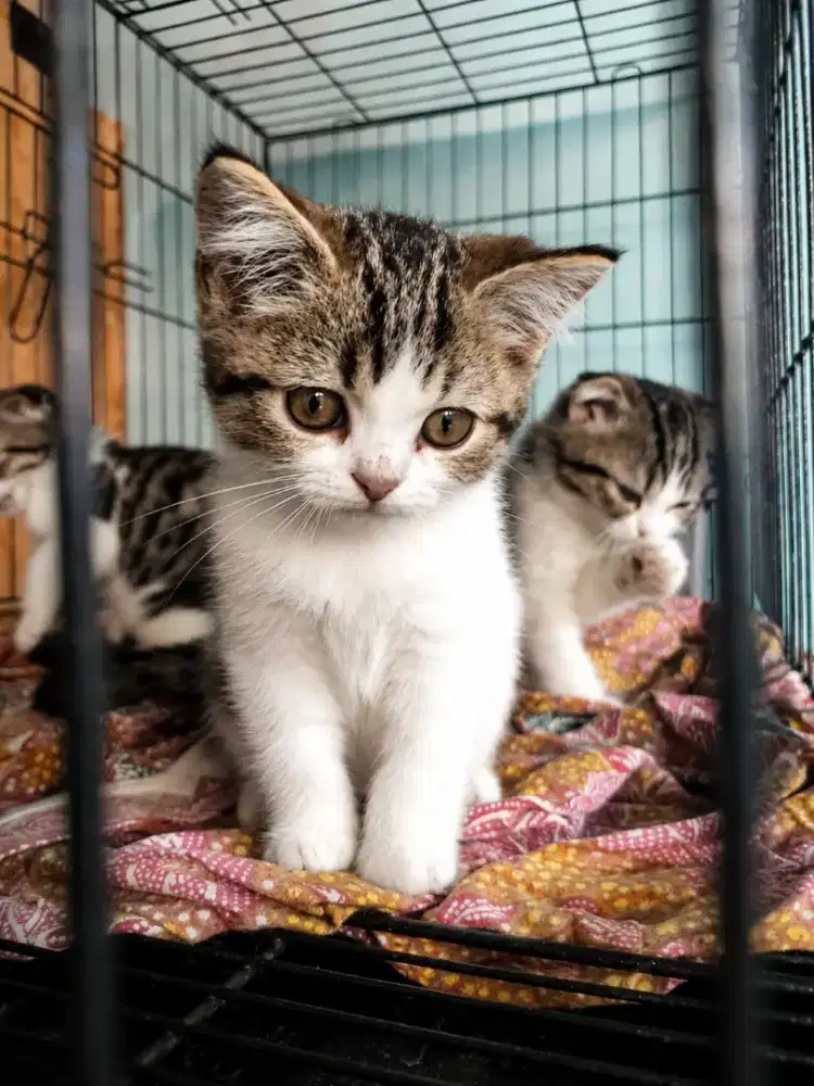 #kucing #scottish stright