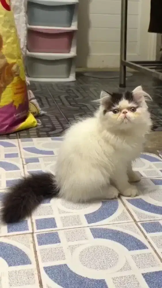 Kucing Kitten Peaknose Munchkin NS 3 bulan Jantan & Betina Longhair
