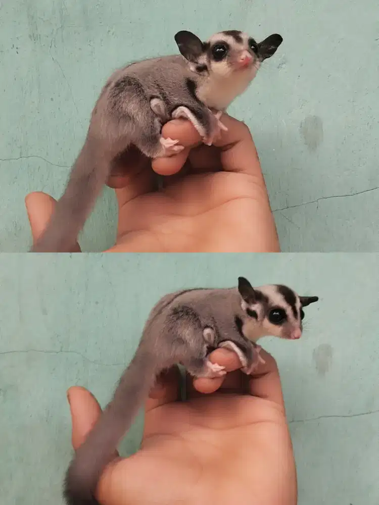 Sugar glider baby ( Joey ) grey