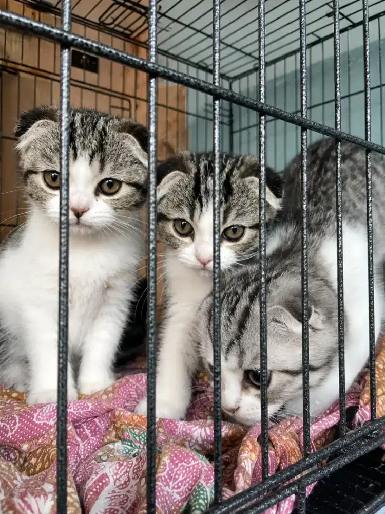 #kucing Scottish fold