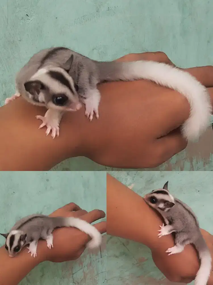 Sugar glider Joey ( baby) moza