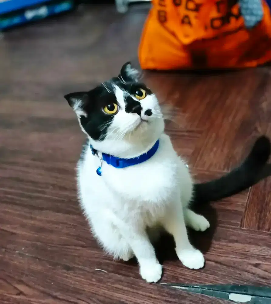 Kucing Gemoy sahabat keluarga