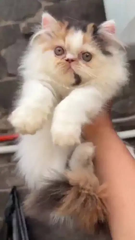 Kucing Kitten Longhair Jantan Betina Ras Peaknose Munchkin NS 3 bulan