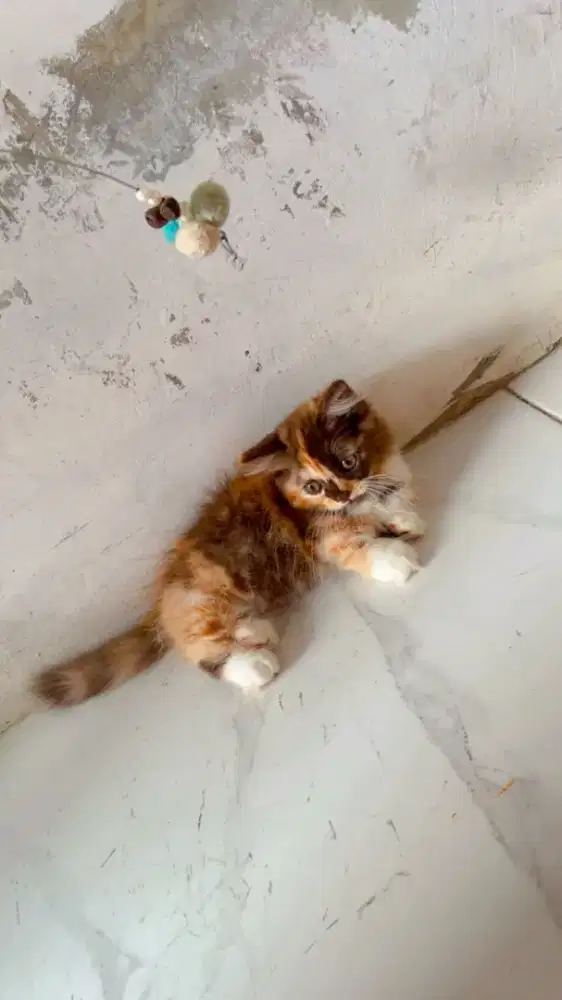 Kitten munchkin betina calico choco