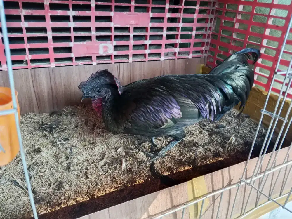 Bekicem Bekisar Cemani