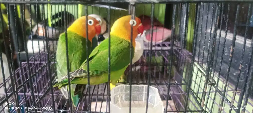 Lovebird josan paud