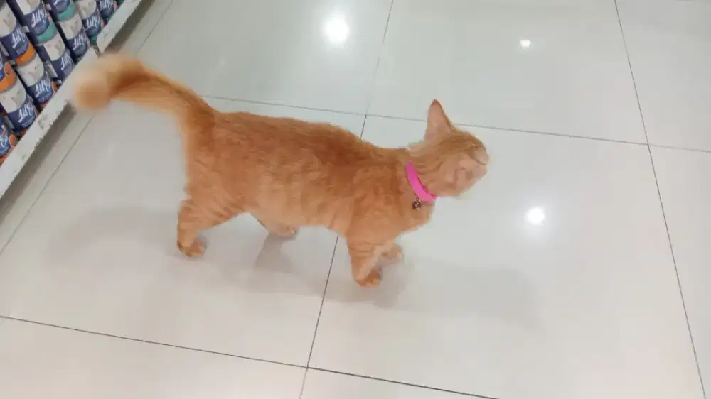 Kucing harga nego