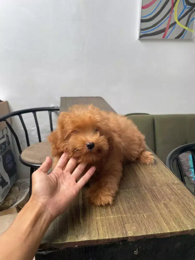 Dijual poodle 3 bln jatan