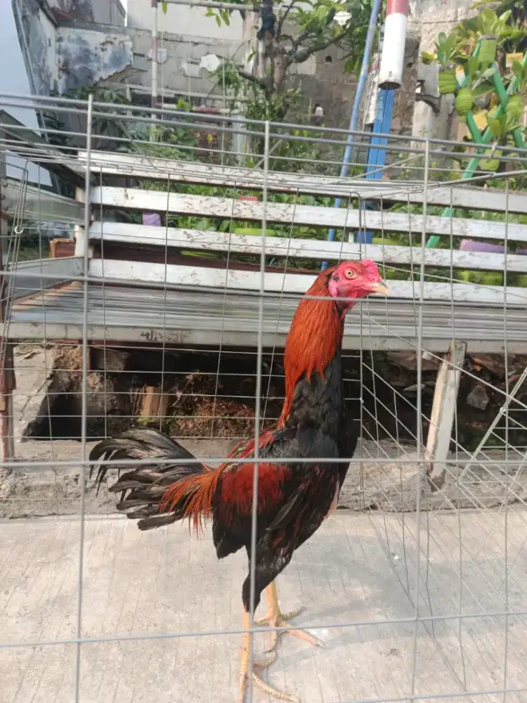 AYAM BK X BIRMA USIA 6 BULAN