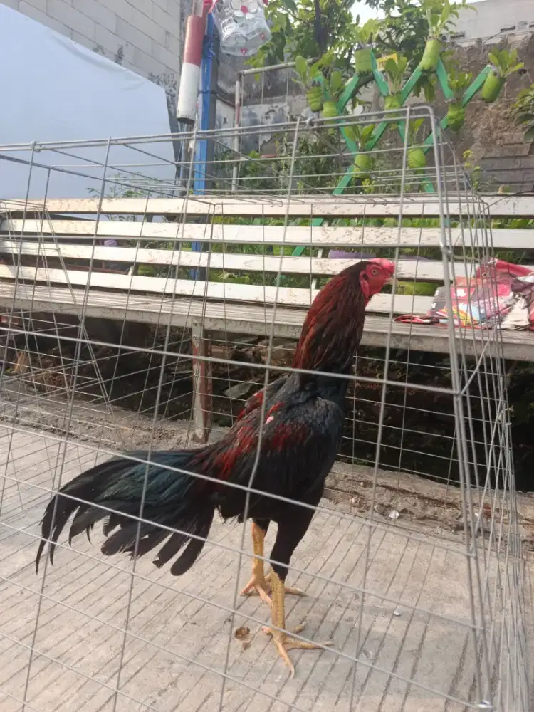 AYAM PAKOY X MANGON USIA 6 BULAN