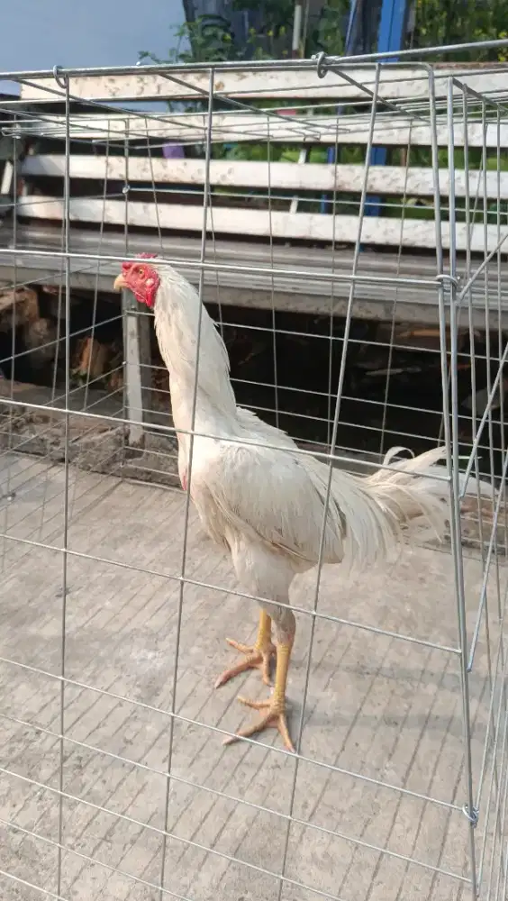 AYAM MANGON KUDA LARI USIA 6 BULAN