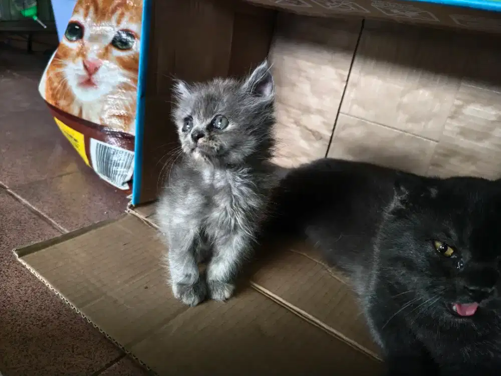 kitten scottish straight betina longhair