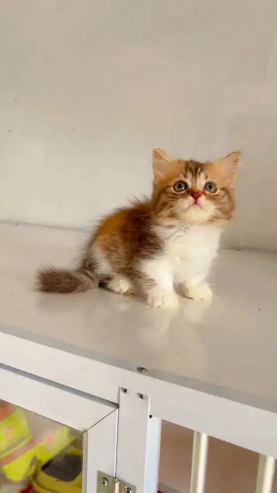Kitten munchkin betina calico