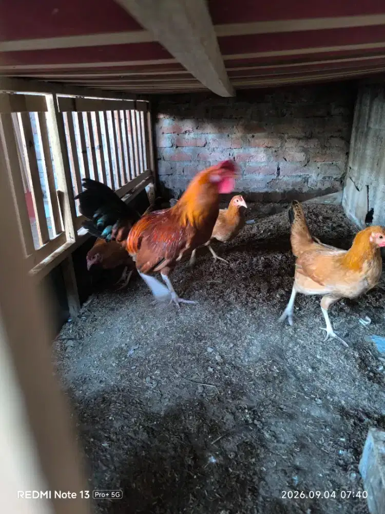 Ayam Jago / Jantan