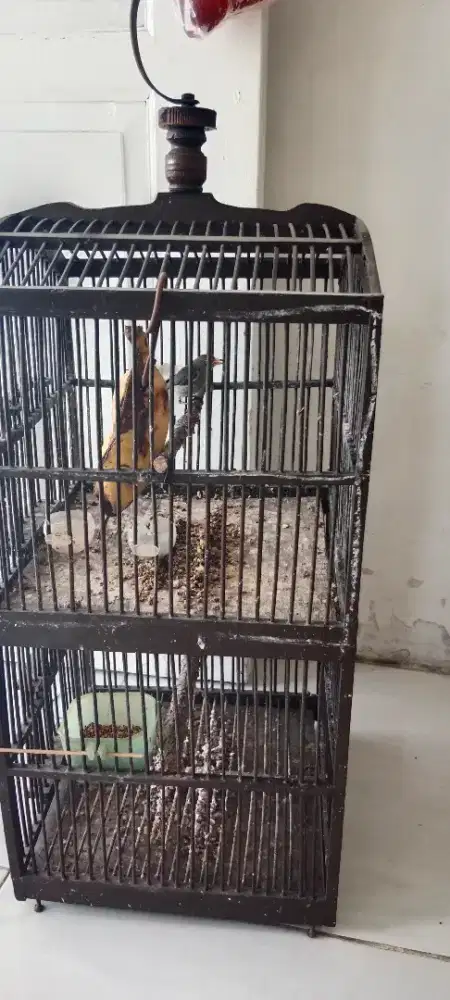Burung cit kemade gacoran