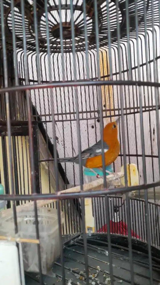 BURUNG ANIS MERAH JANTAN