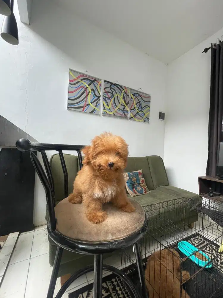 Red tiny poodle