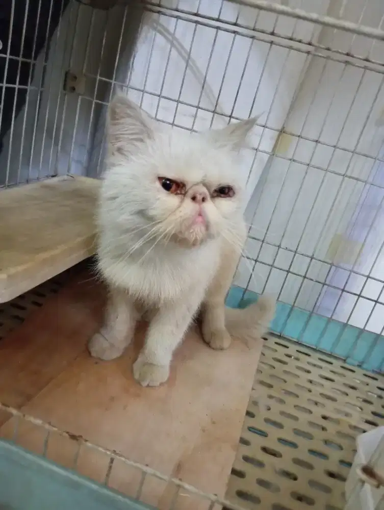 Persia peaknose jantan