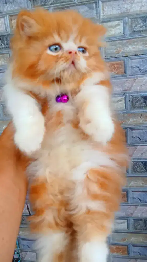 Kitten Persia Flatnose & Peaknose