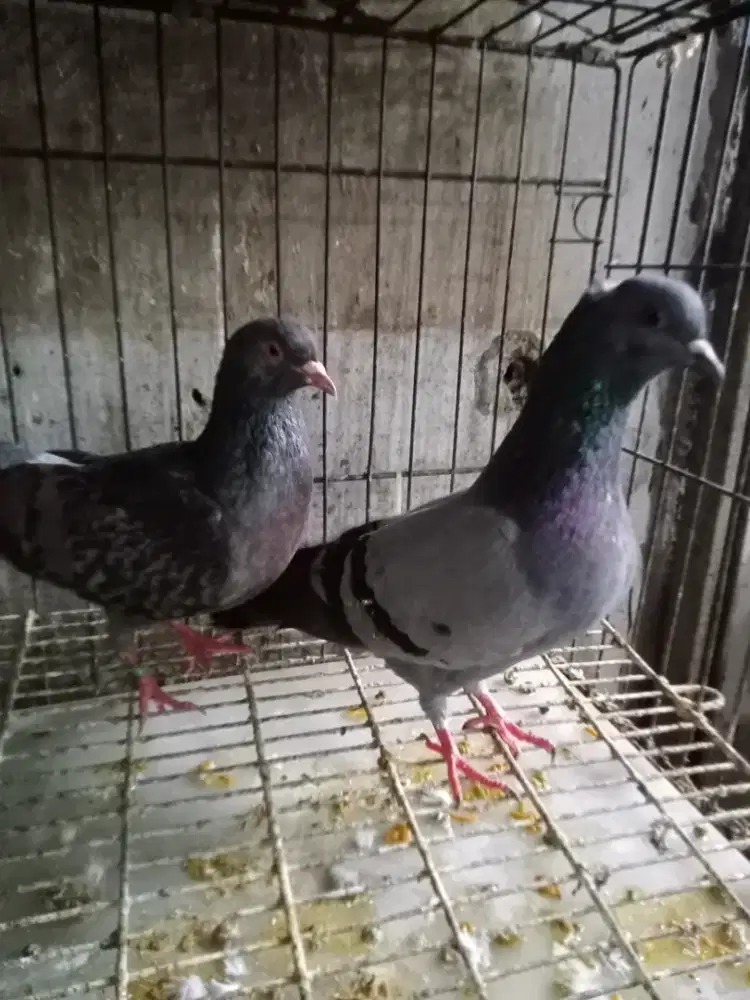 Burung dara giringan