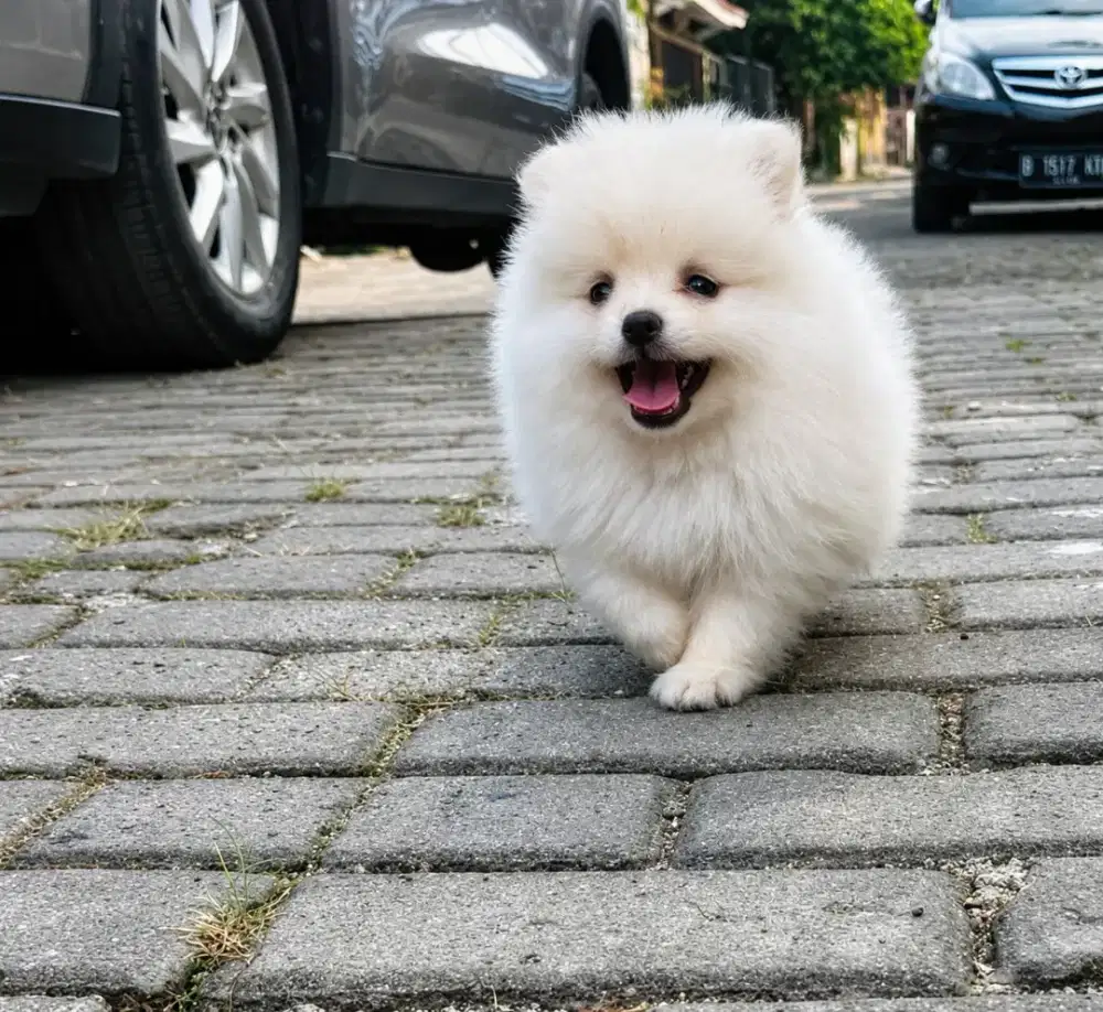 Anak anjing ras