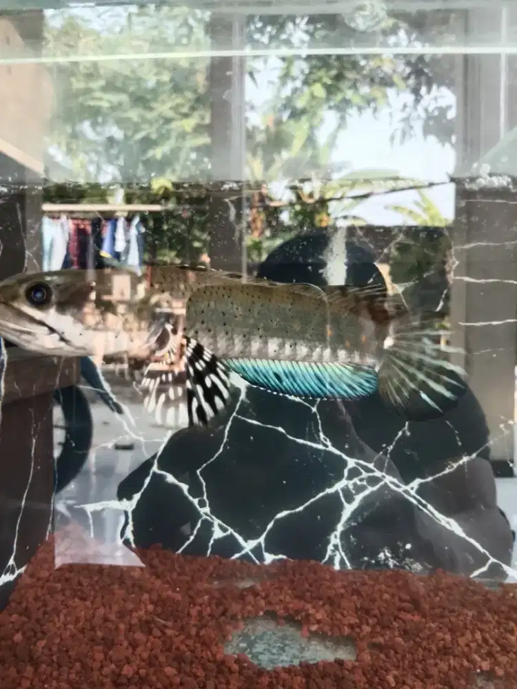 Ikan Channa blue pulchra