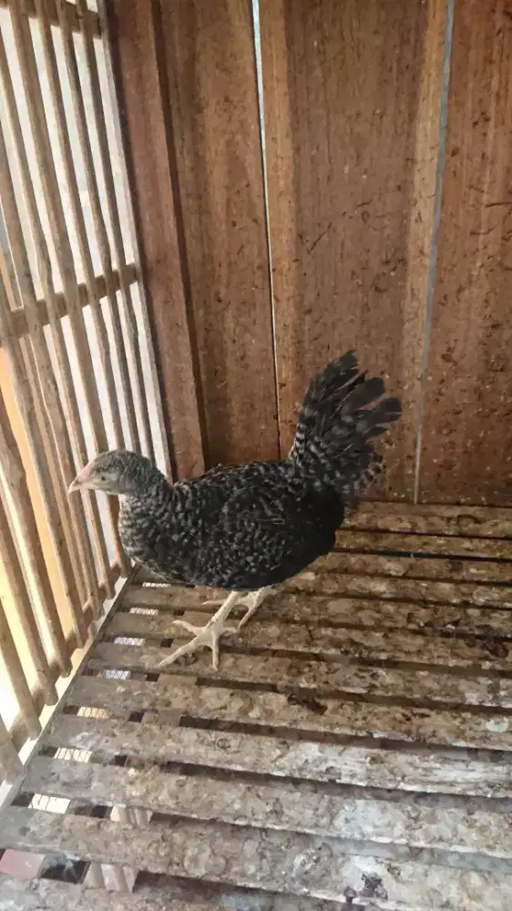 Ayam Bekisar Remaja